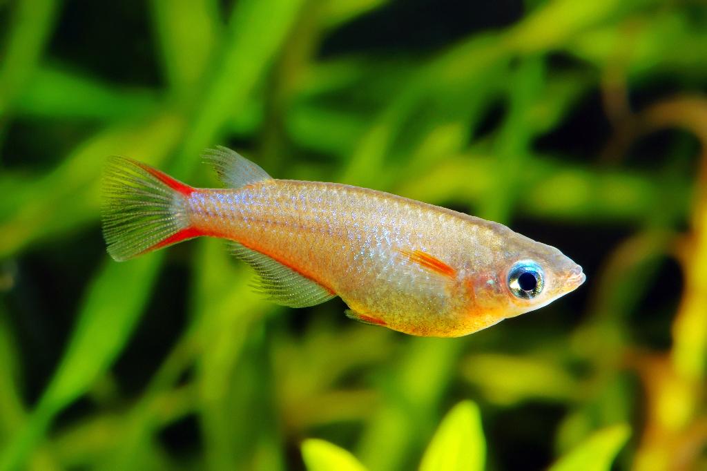 Oryzias Woworae (Daisy's Blue Ricefish), Dieren en Toebehoren, Vis, Zoetwatervis, Schoolvis