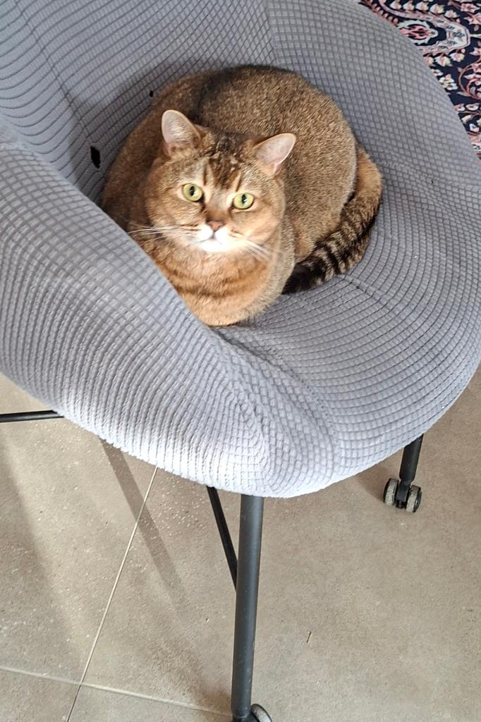 Britse korthaar, Kater, Ontwormd