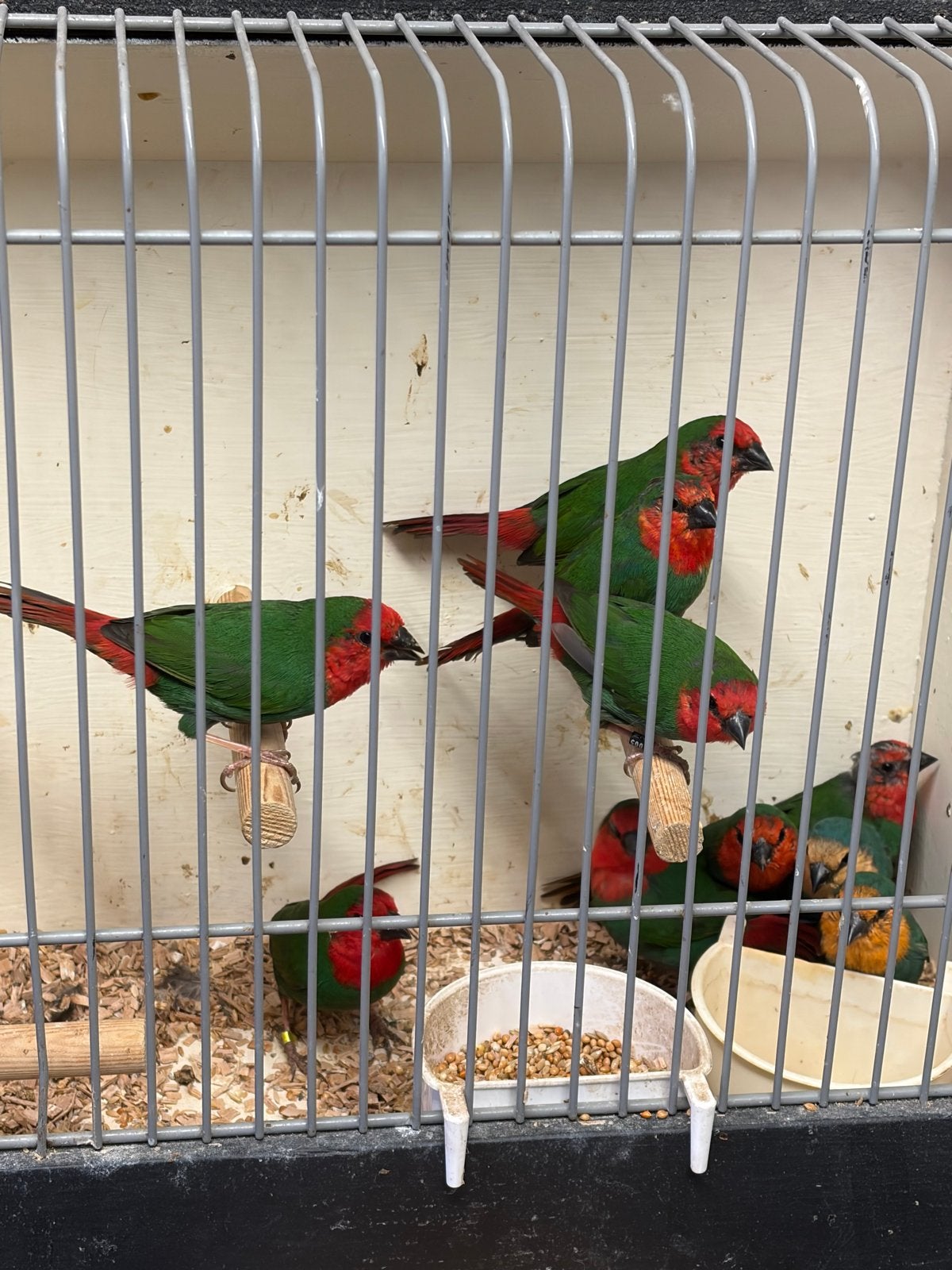 Roodkop papagaai amadines, Meerdere dieren, Tropenvogel