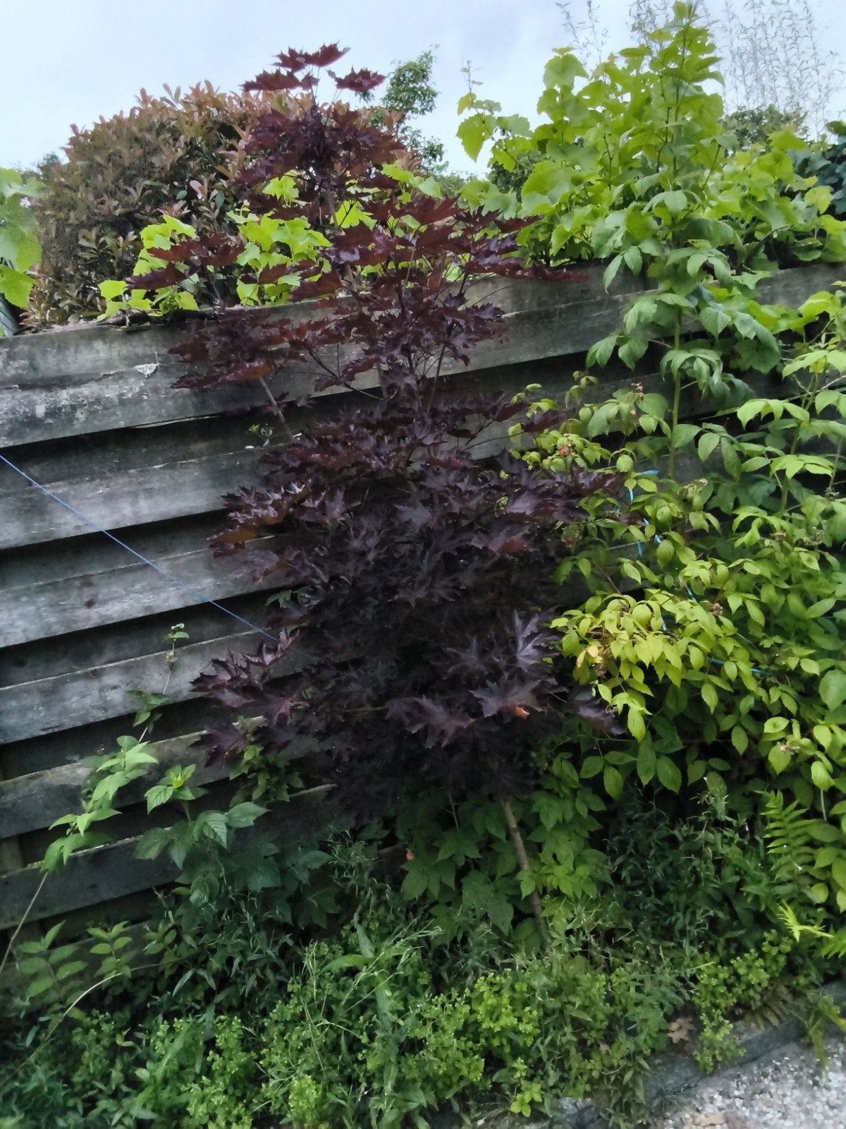 Acer Bloodgood - Japanse Esdoorn 220-225 cm hoog, Tuin en Terras, Ophalen, Overige soorten, 100 tot 250 cm