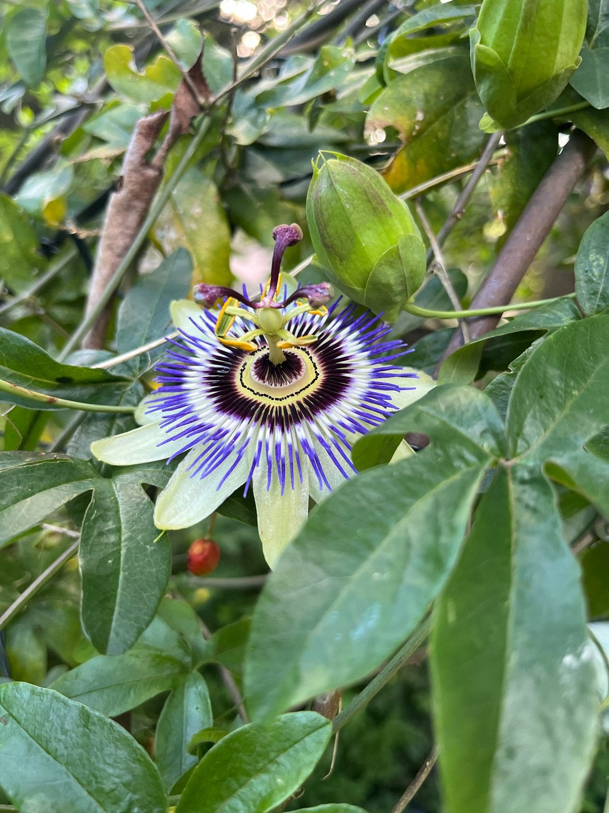 Compleet tuinhuisje te koop, Tuin en Terras, Ophalen, Zo goed als nieuw, Hout, Tuinhuis