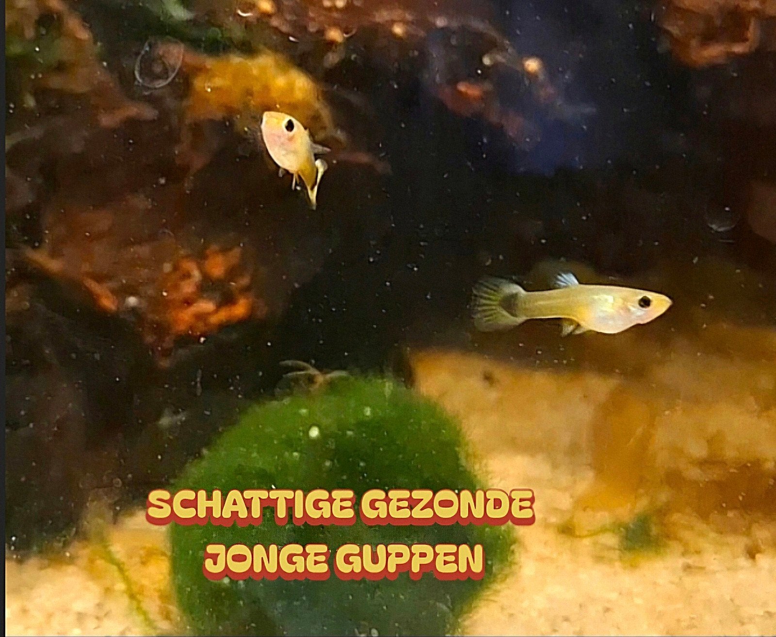 Gezonde Jonge Guppen (M/V)  10 guppen €2,50, Vis