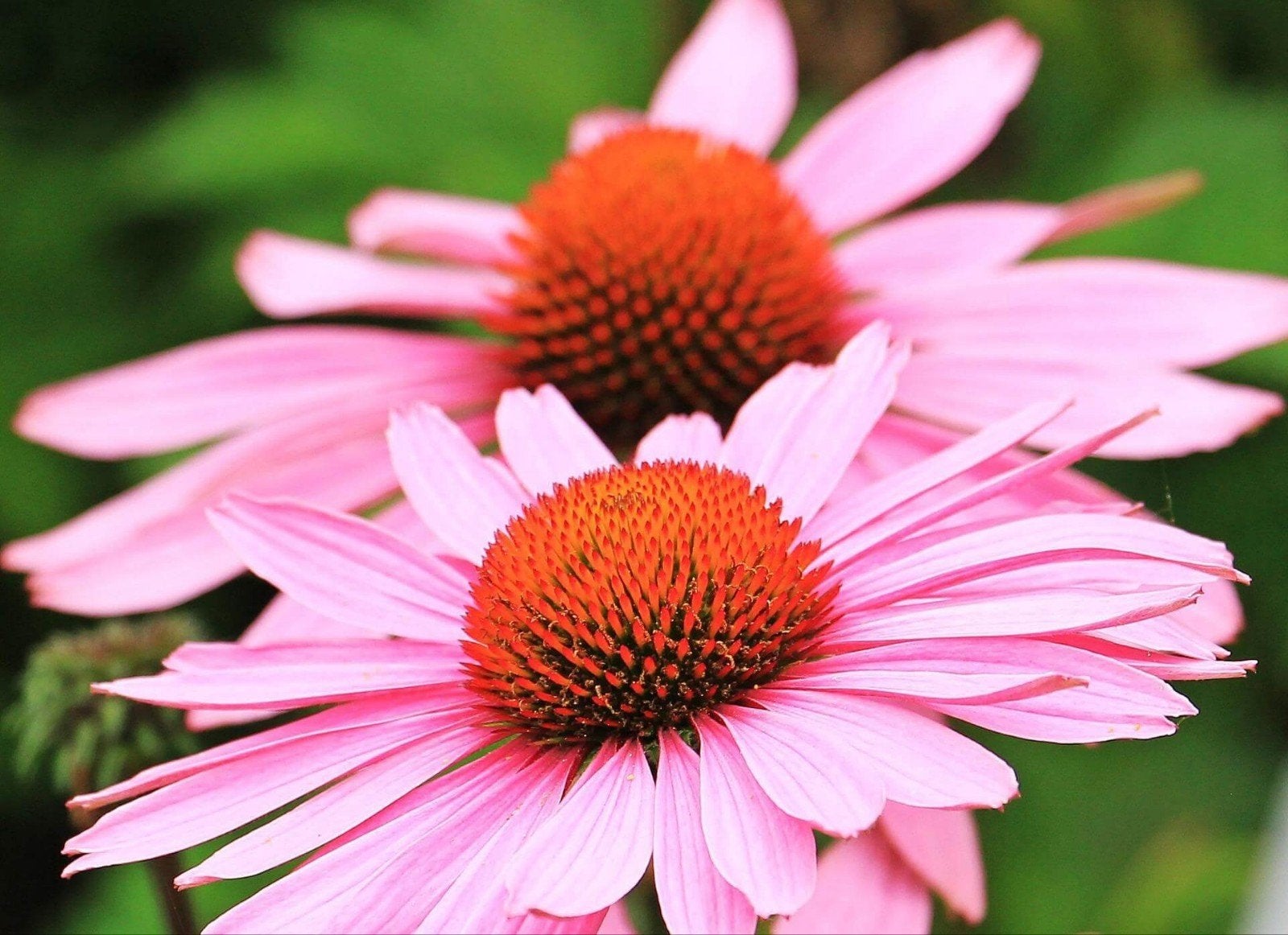 Uit de biologische moestuin: Roze Zonnehoed, Ophalen of Verzenden, Voorjaar, Volle zon, Zaad