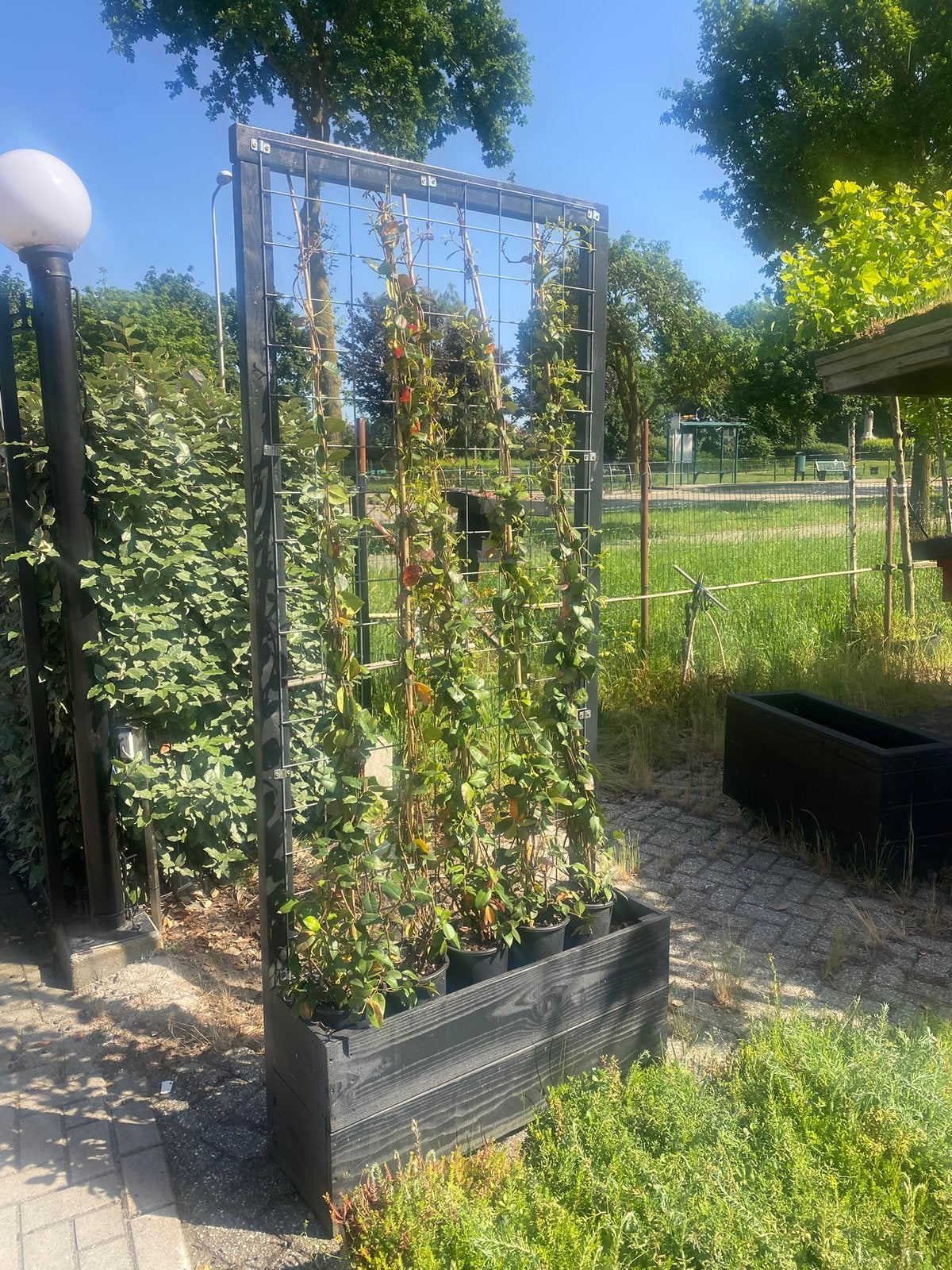 Toscaanse jasmijn 175/200 cm €29,95 pst, Ophalen of Verzenden, Overige soorten, 100 tot 250 cm
