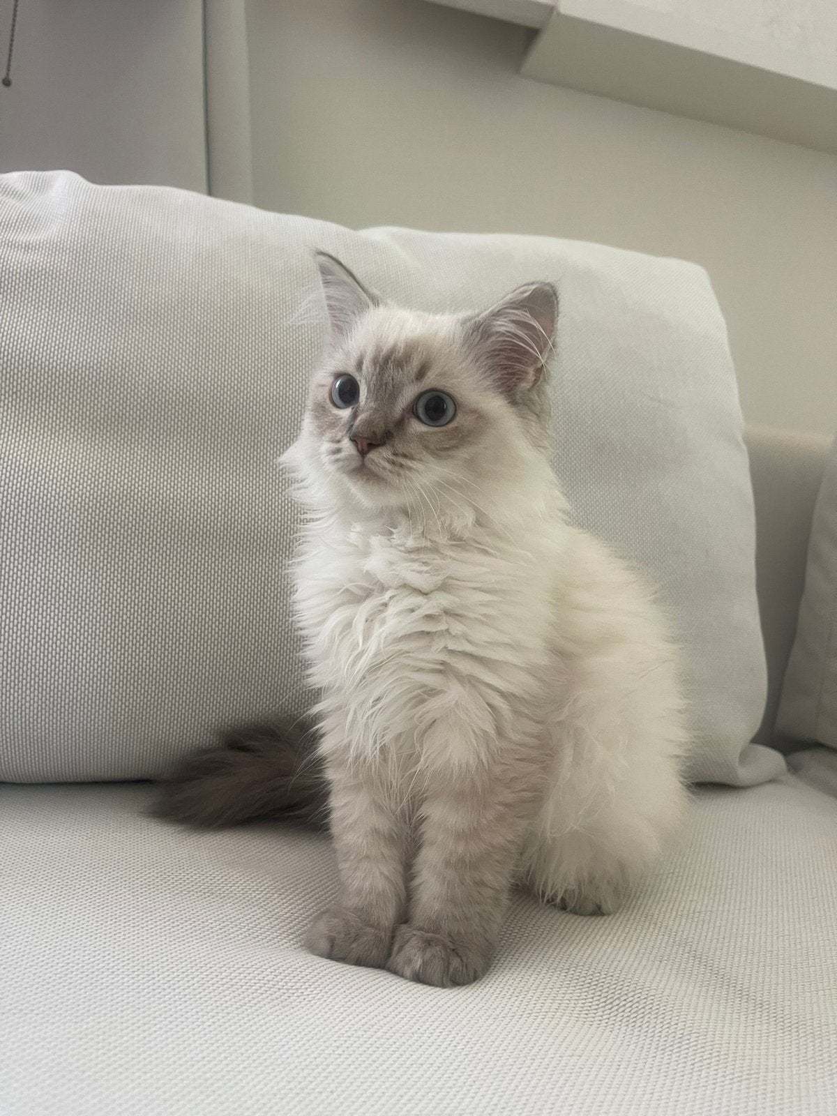 Raszuivere Ragdol blue mitted lynx, Dieren en Toebehoren, Meerdere dieren