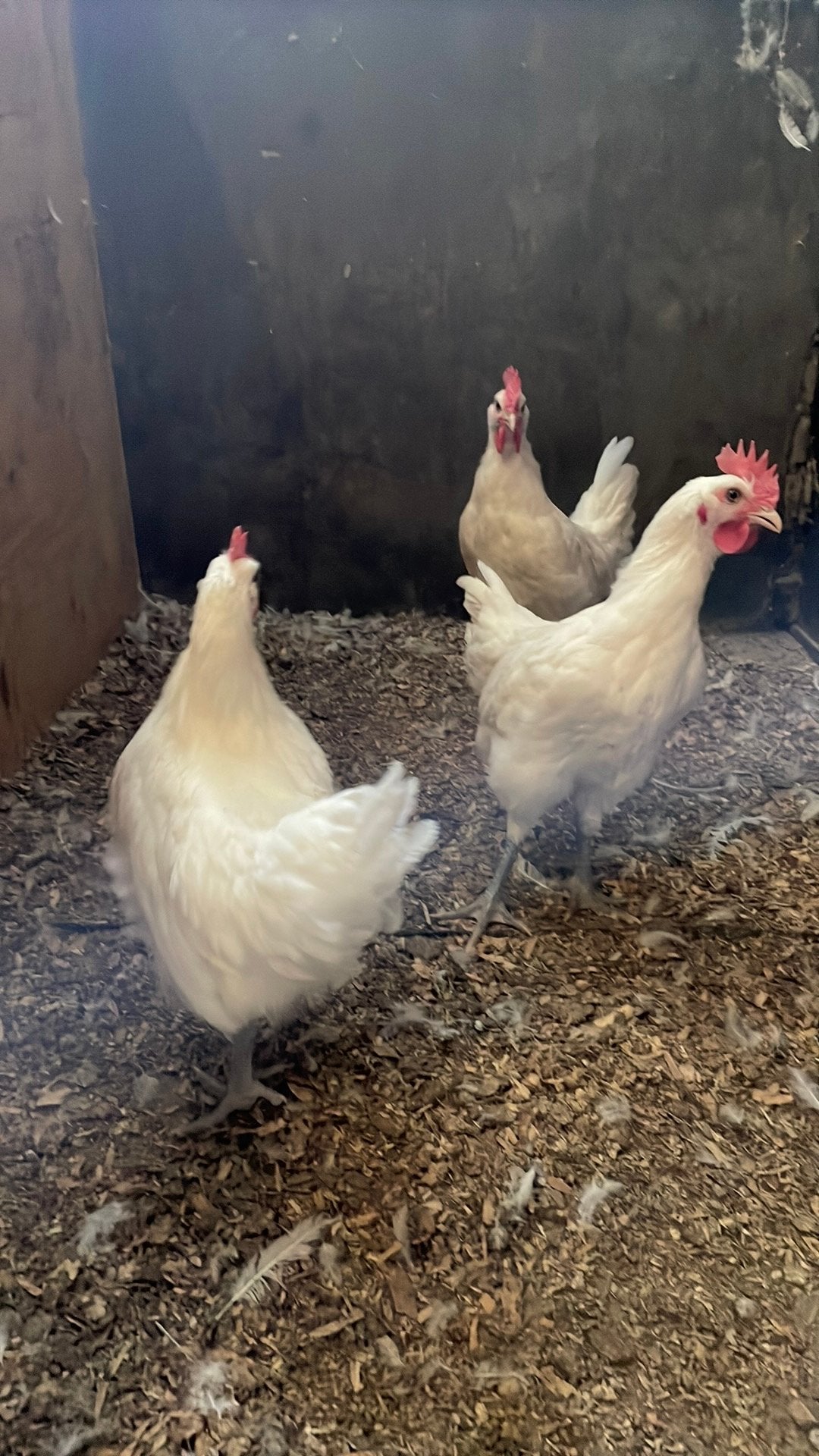 Poulle de bresse haantjes, Dieren en Toebehoren, Pluimvee, Mannelijk, Kip