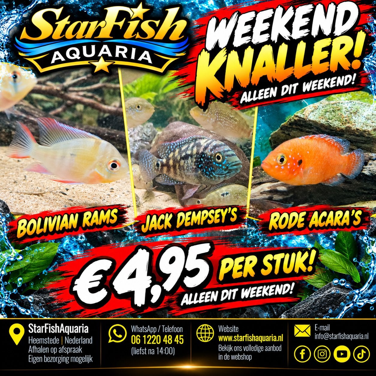 Weekendknaller – Bolivian Rams, Jack Dempsey & Rode Acara, Vis, Zoetwatervis