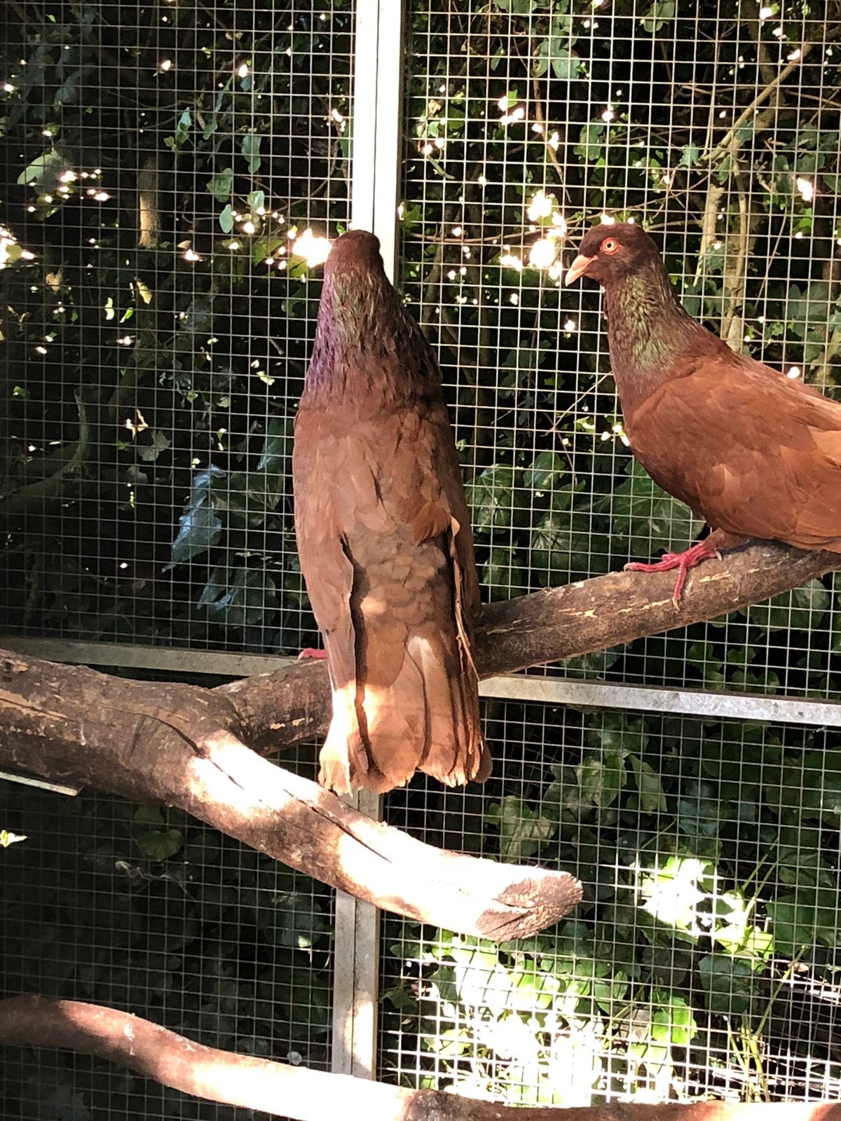 Mooie grote Romeinen, Dieren en Toebehoren, Meerdere dieren, Overige soorten