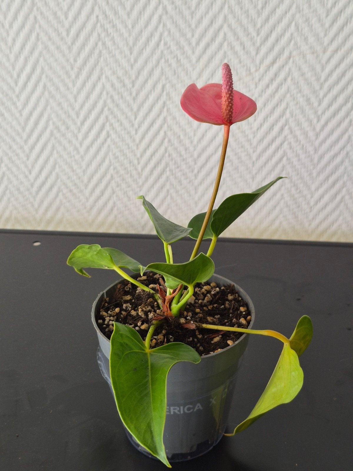 Prachtige Anthurium plant met roze bloem, Huis en Inrichting, Kamerplanten, Overige soorten, In pot, Minder dan 100 cm, Bloeiende kamerplant
