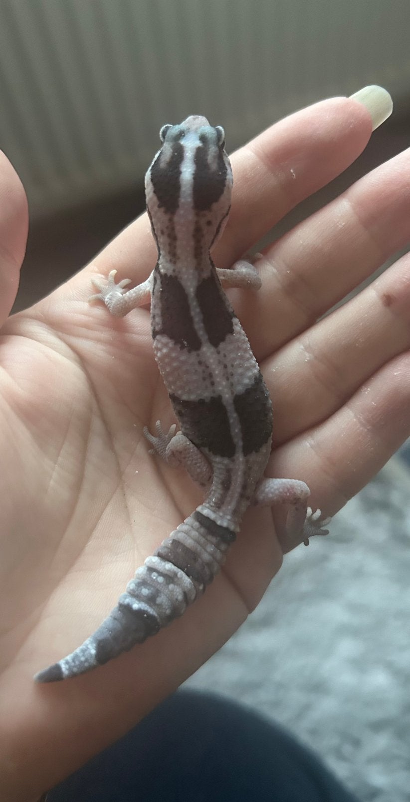Vetstaartgekko, Hagedis, 0 tot 2 jaar
