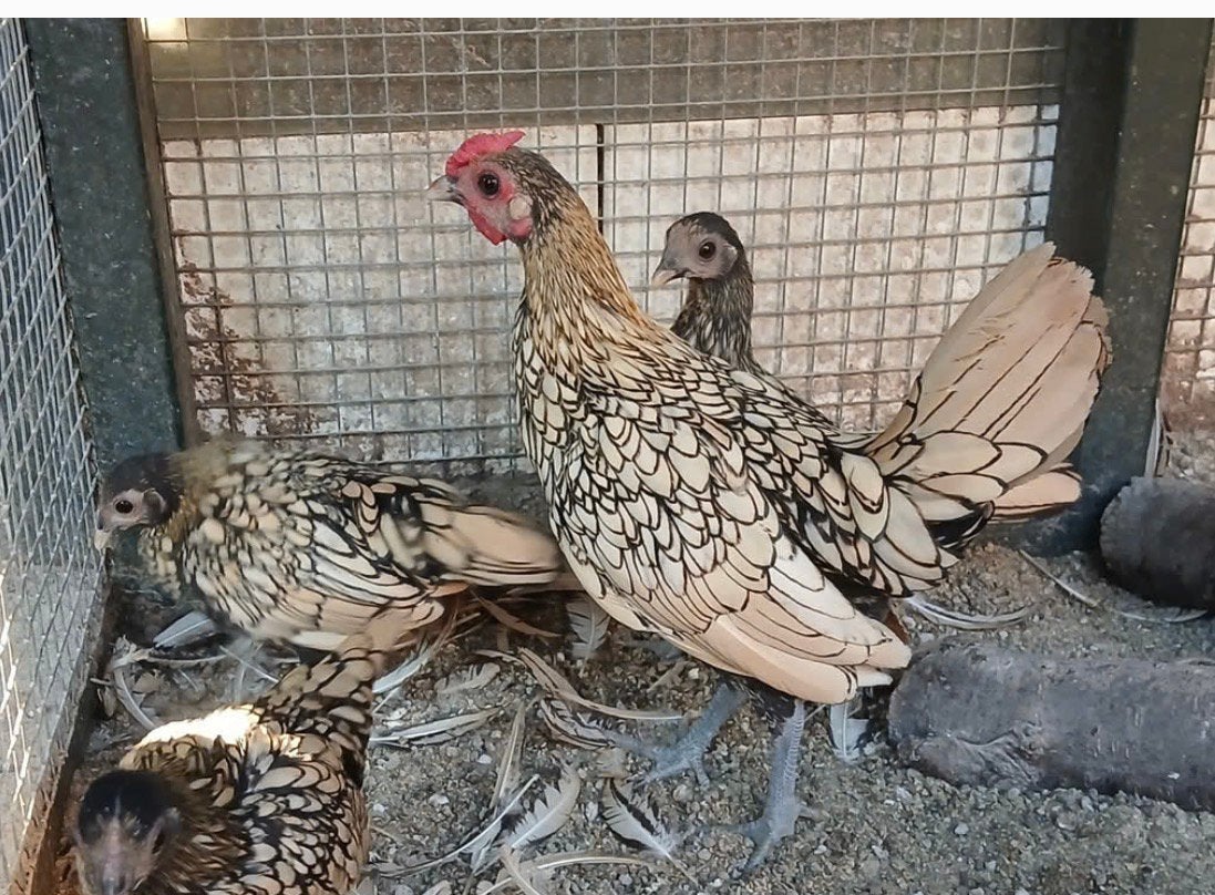 Sebright kippen citroen, Dieren en Toebehoren, Meerdere dieren, Kip