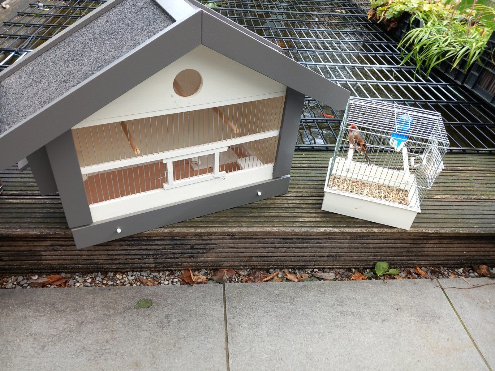 bastaarden evt met zangkooi, Meerdere dieren, Kleurkanarie
