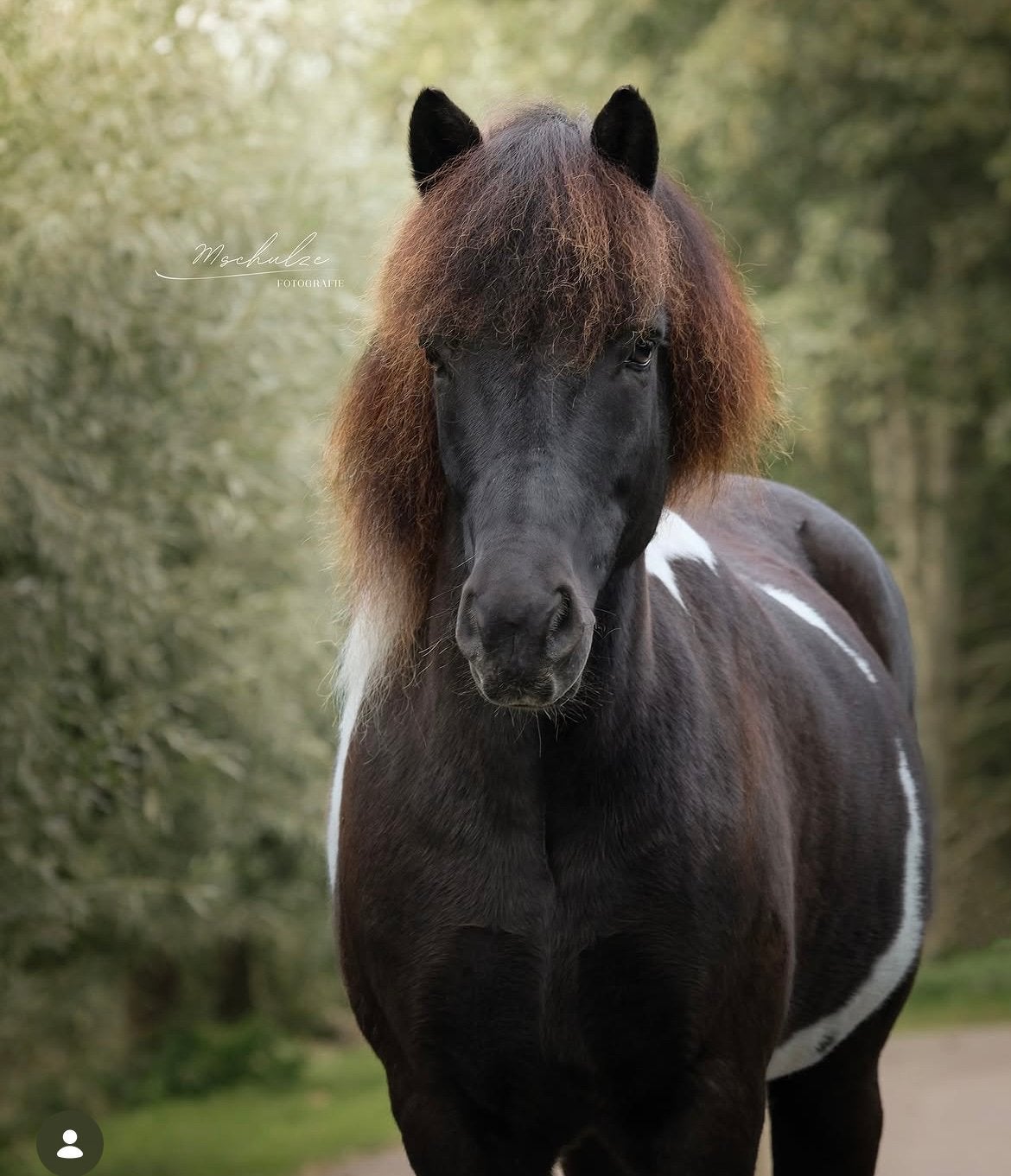 Gezocht pensionplek voor brave ijslander omgeving noordwijk, Dieren en Toebehoren, Weidegang