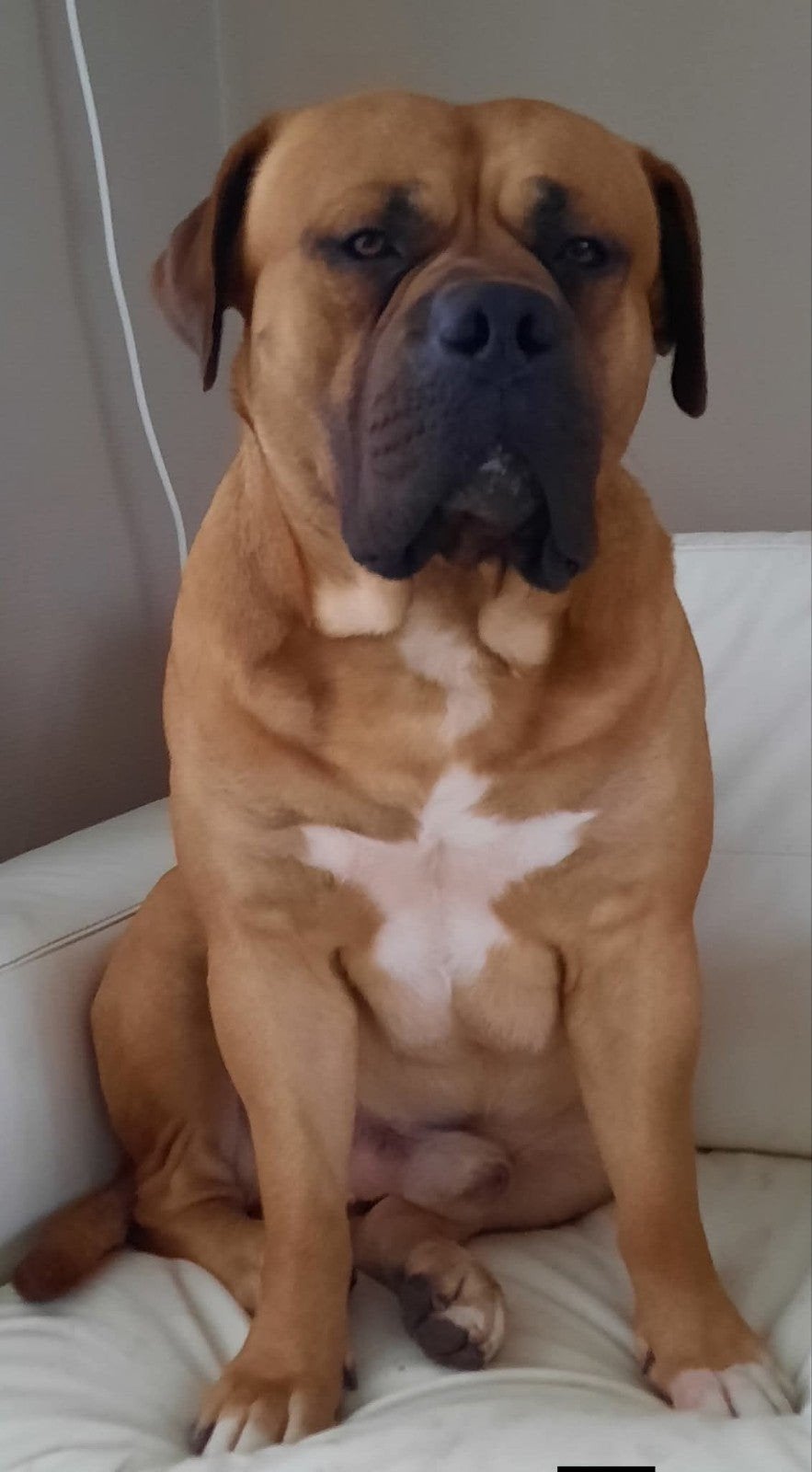Unieke Boerboel x Ridgeback pups te koop!, Overige rassen, 8 tot 15 weken, Meerdere, Meerdere dieren
