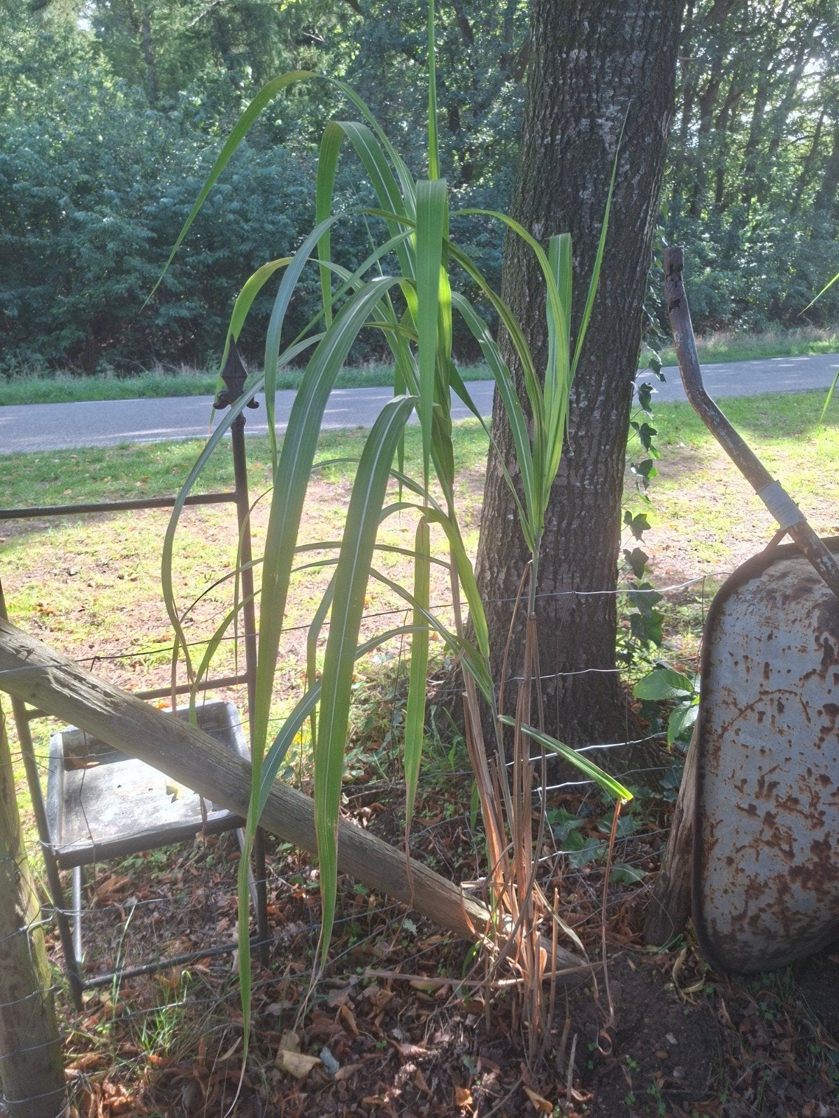 bamboe  voor tuin of border, Ophalen, Volle zon, Vaste plant, Siergrassen