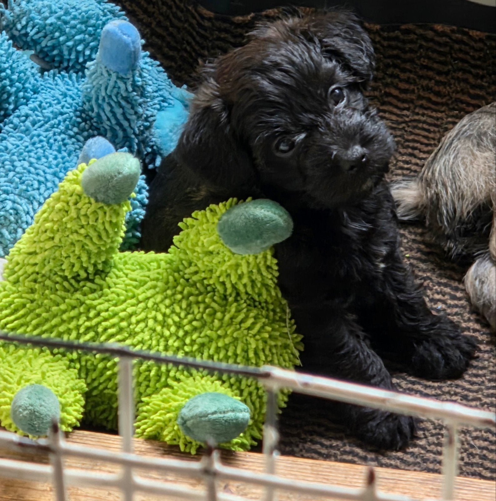 Te koop Cairn  Terier x Dwerg Poedel teefje, Parvo, 8 tot 15 weken, Meerdere, Meerdere dieren