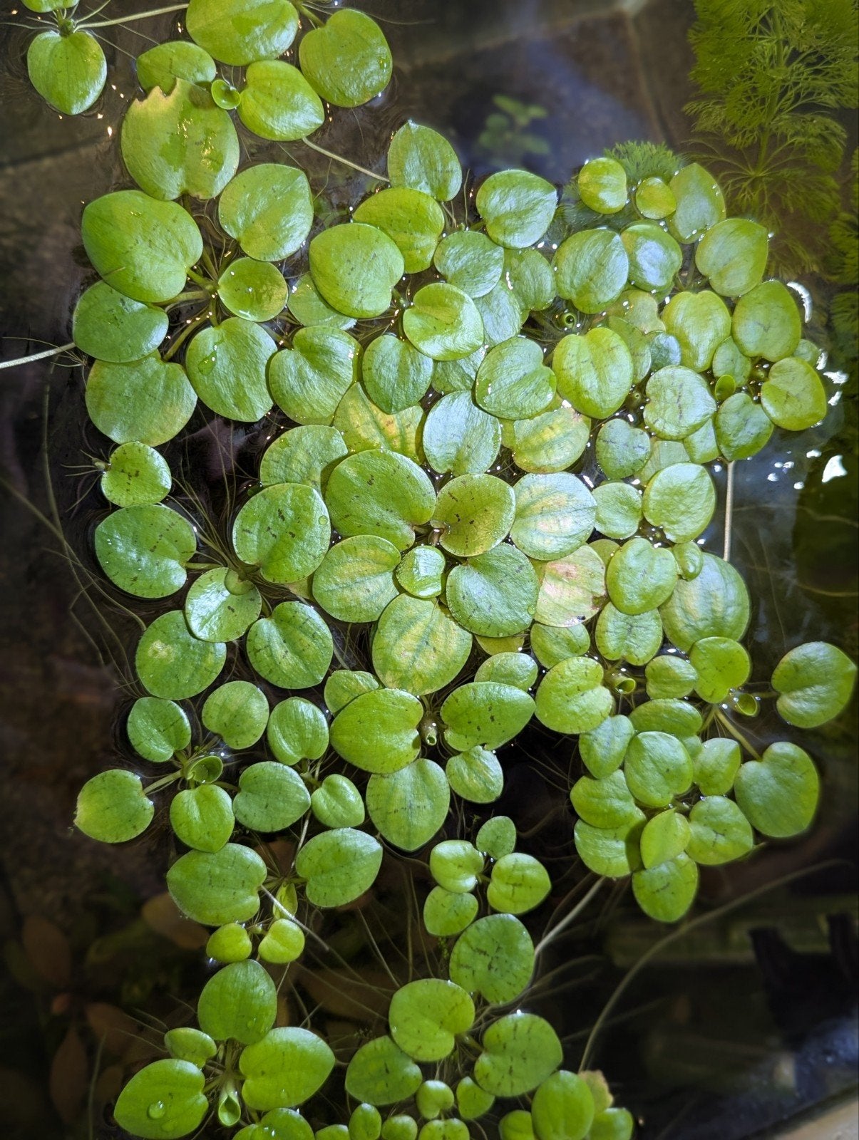 Limnobium laevigatum, Ophalen, Plant(en), Steen of Hout