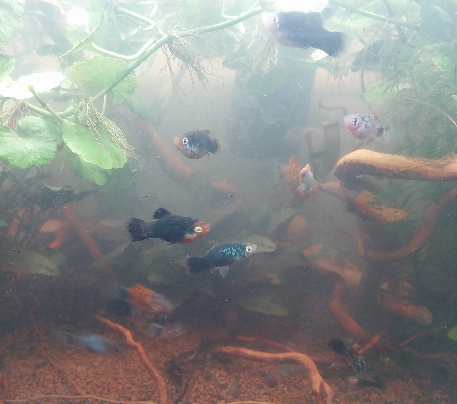 verschillende soorten platy's, Dieren en Toebehoren, Vis, Zoetwatervis
