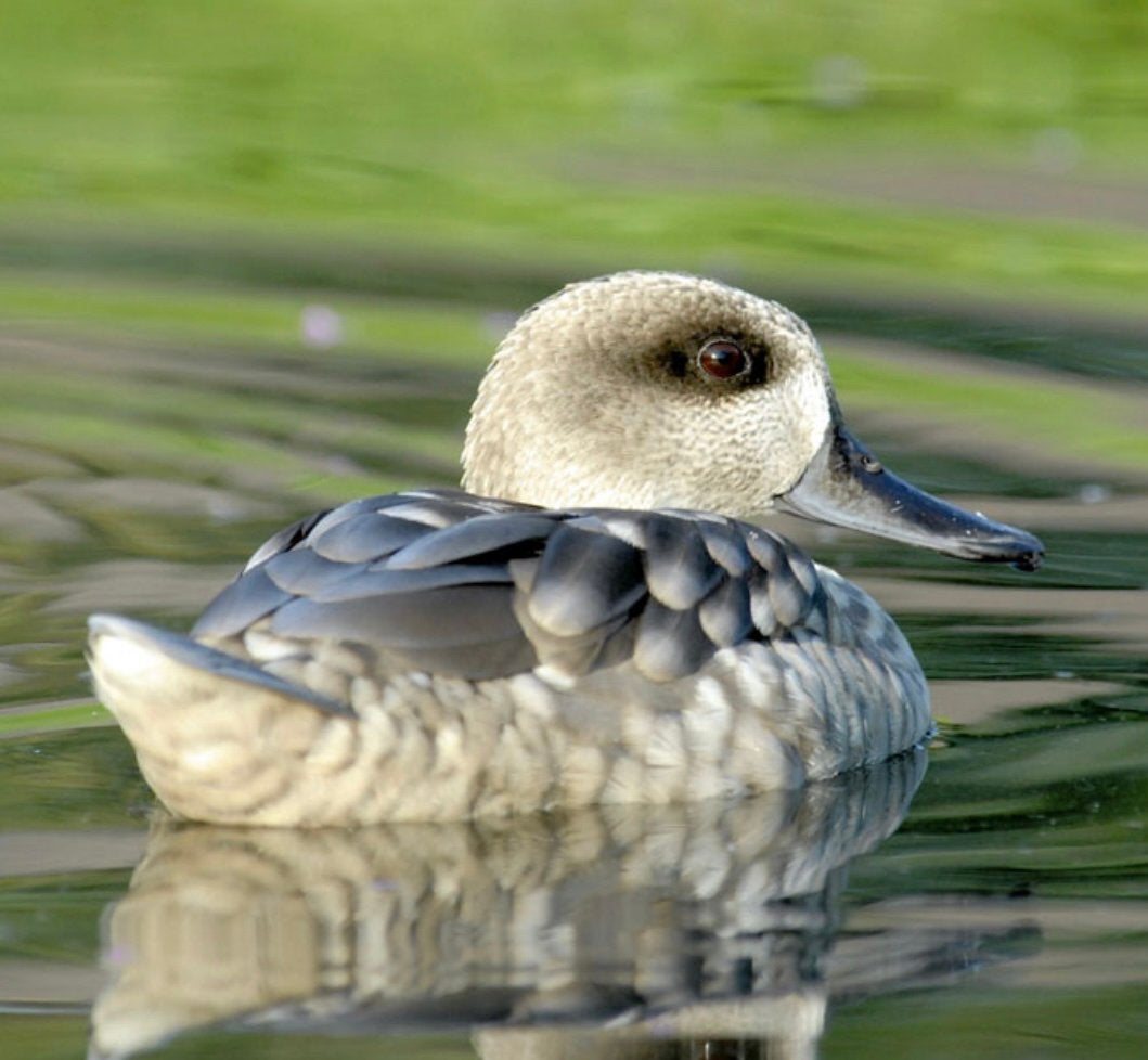 Te koop bewezen koppel marmertalingen, Dieren en Toebehoren, Meerdere dieren, Eend