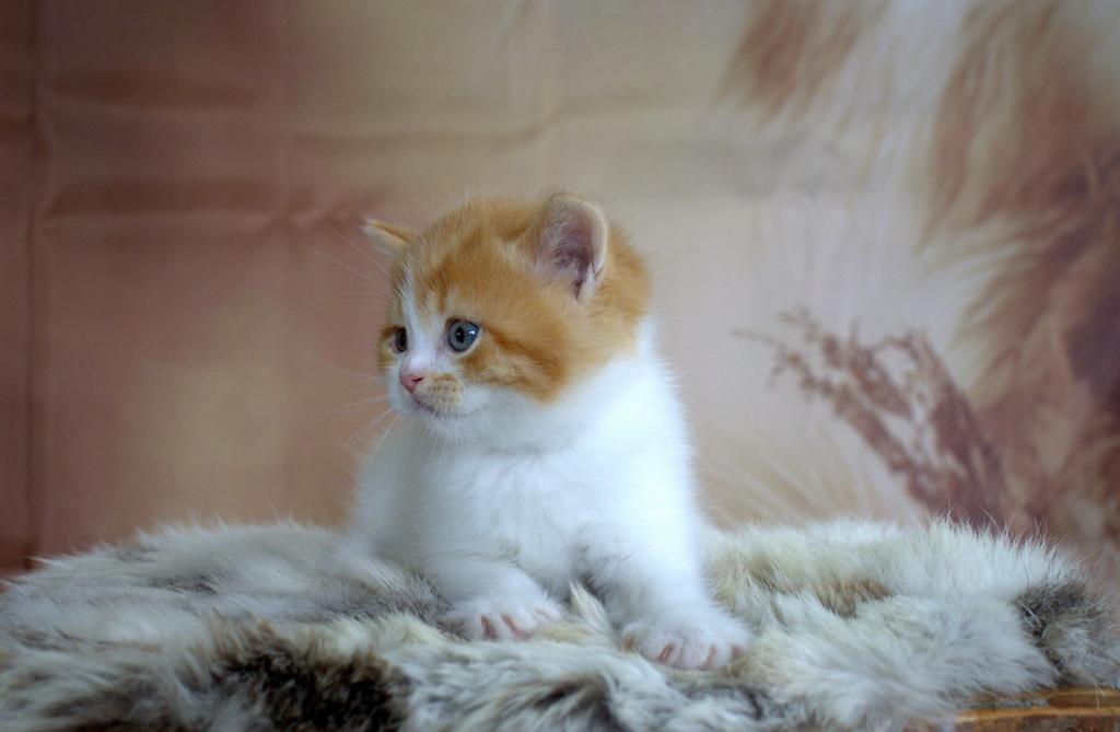 Britse korthaar kittens nog 1 kater, Kater, Ontwormd, 0 tot 2 jaar