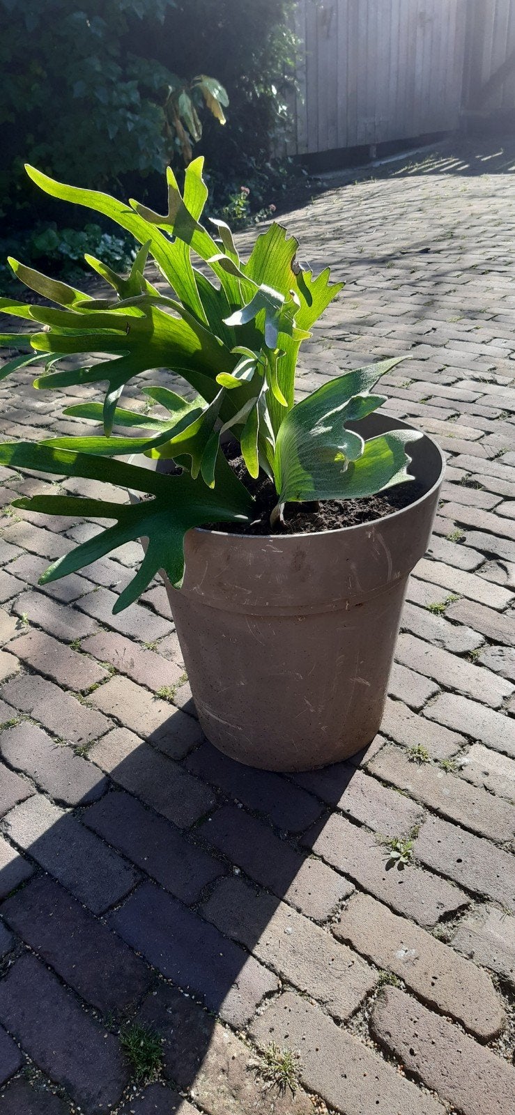 Hertshoorn, Ophalen, Halfschaduw, Minder dan 100 cm
