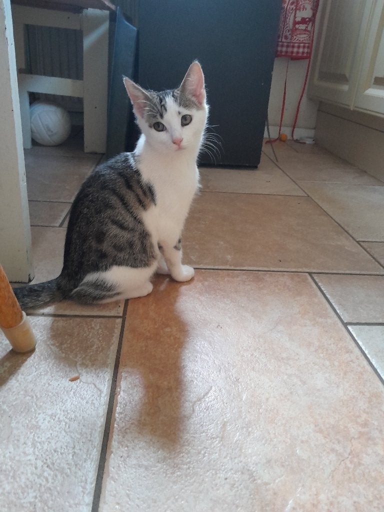 kitten, Poes, 0 tot 2 jaar