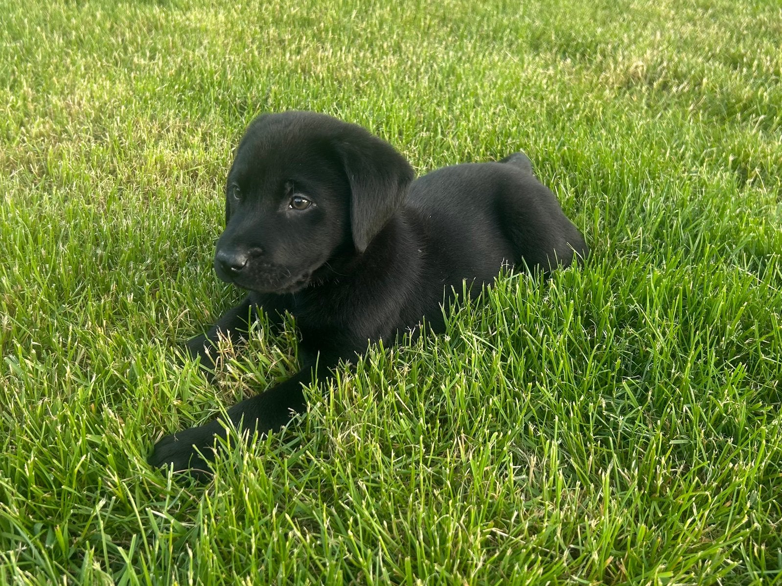 Labrador pups mogen nu het nest verlaten, Dieren en Toebehoren, 8 tot 15 weken, Labrador retriever, Parvo, Meerdere