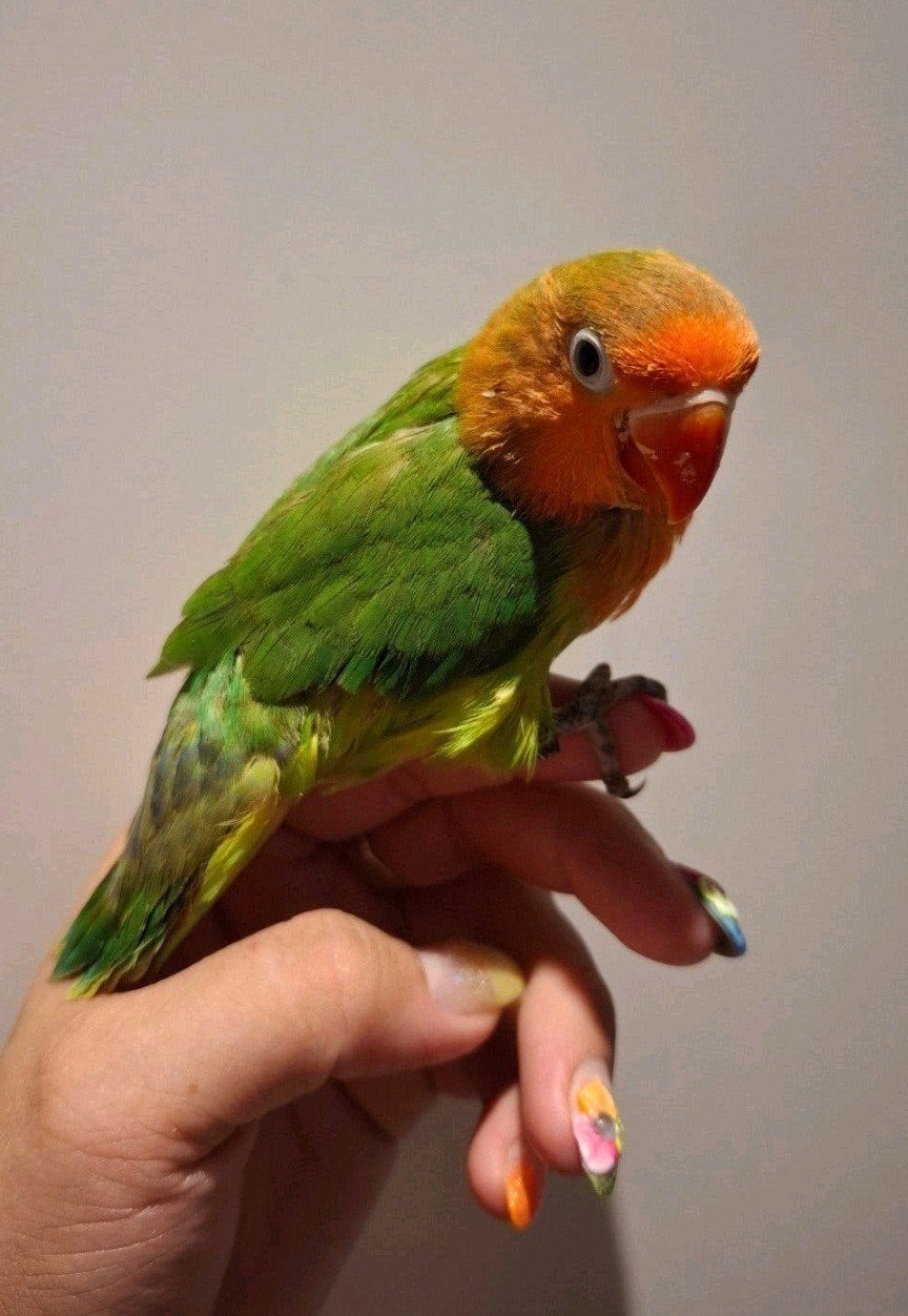 Agapornis Fischeri Dwergpapegaai, Geslacht onbekend, Dwergpapegaai of Agapornis, Tam