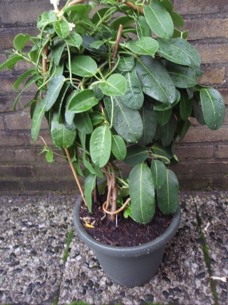 Stefanotis - Bruids- kamerplant, Ophalen, 100 tot 150 cm, Overige soorten, Halfschaduw