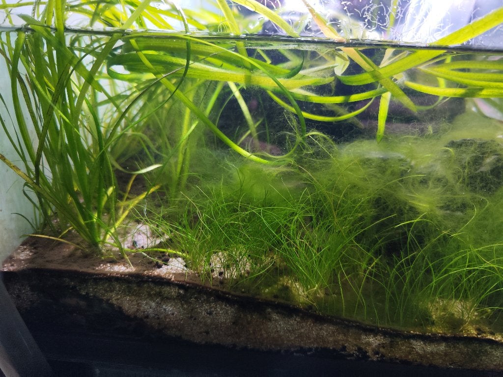 Aquarium planten en substraat, Ophalen, Nieuw