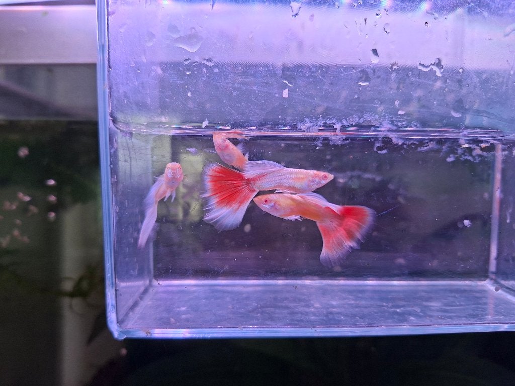 Prachtige albino platina guppen, Dieren en Toebehoren, Vis, Zoetwatervis