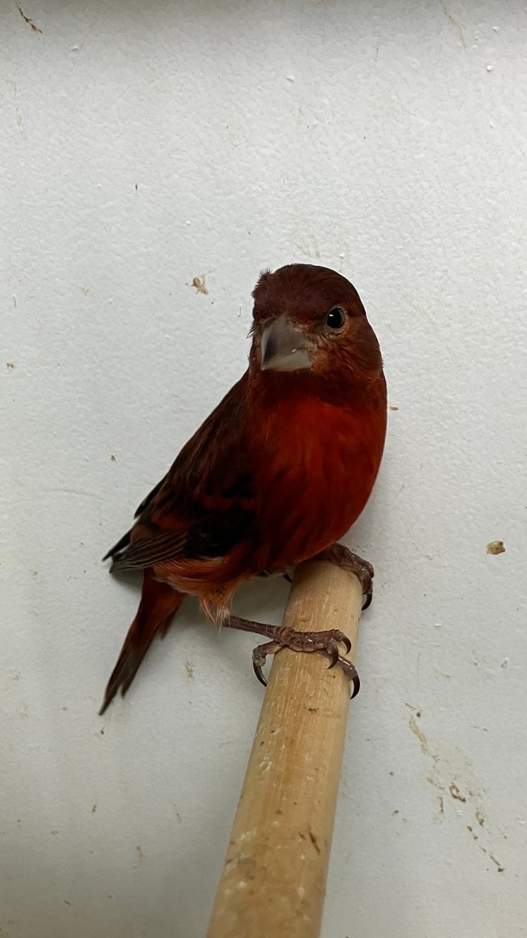 Bastaard kapoetsensijs, Mannelijk, Wildzangvogel, Geringd