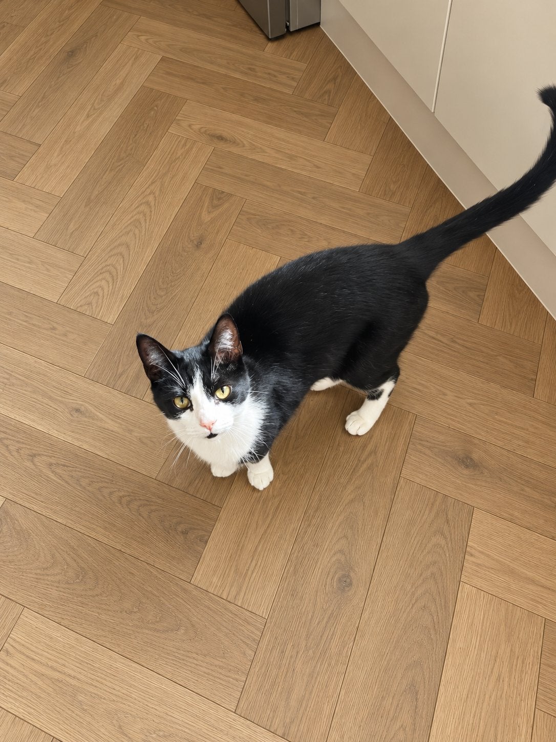 Lieve Kat zoekt een nieuw thuis, Kater