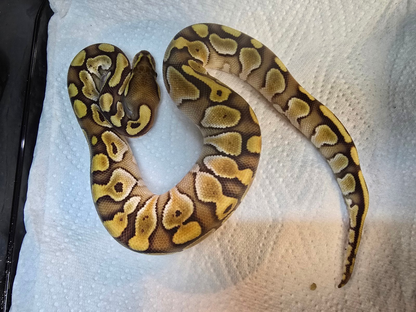 Koningspython (Python regius) – Nederlandse nakweek 2026

Op Ball Python photo 5