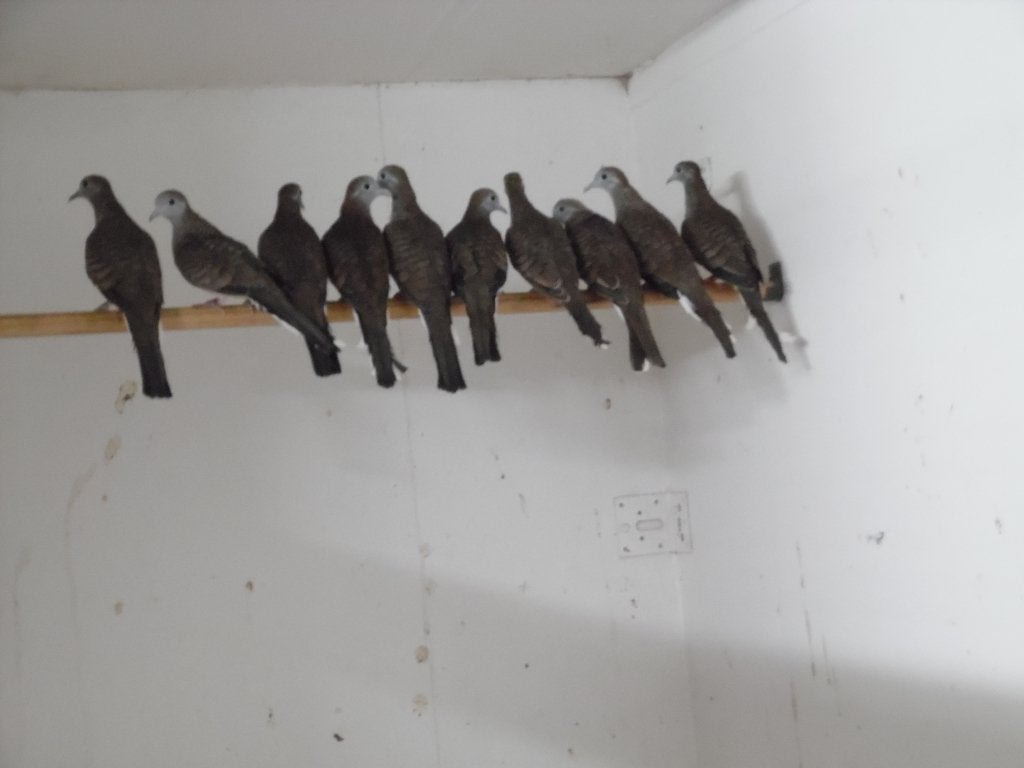 Zebraduifjes - doffers, Dieren en Toebehoren, Mannelijk, Tropenvogel, Geringd