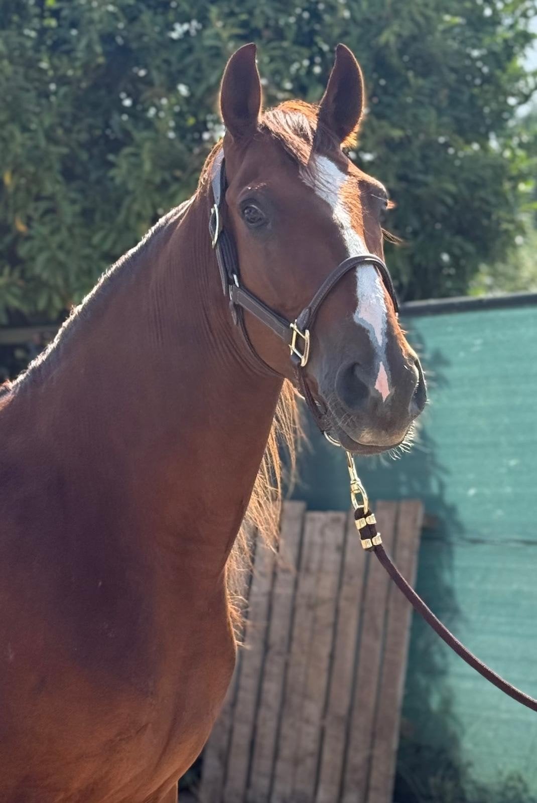 Talentvolle E-pony Kiwi (ruin), Dieren en Toebehoren, Pony's, Ruin, Zadelmak, 3 tot 6 jaar, Recreatiepony