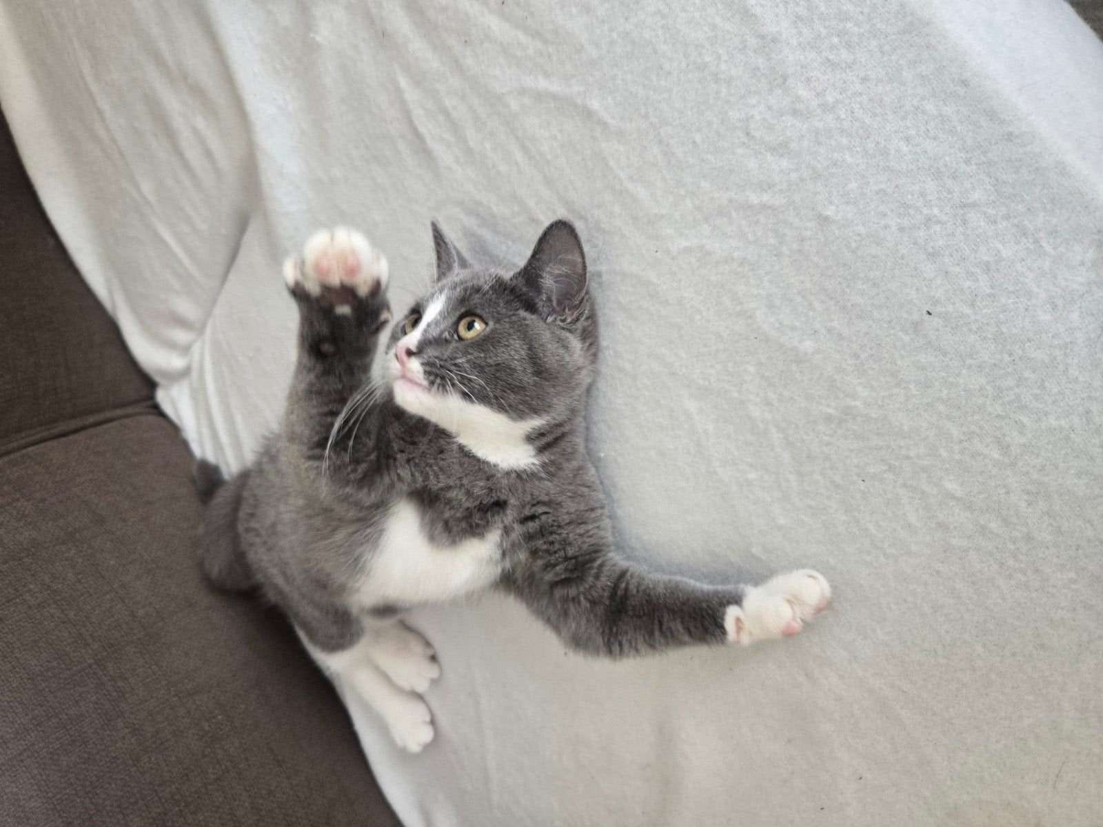 britsekorthaar kitten laaste 15 weekjes mag nesje verlaten, Poes, Ontwormd, 0 tot 2 jaar
