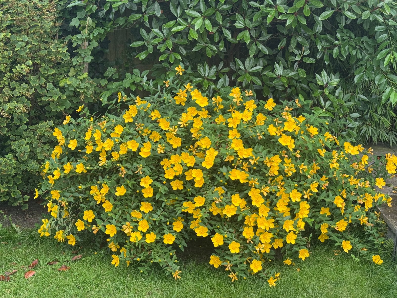 Prachtige hertshooi plant diameter 1,5 meter., Tuin en Terras, Volle zon, Vaste plant, Zomer, Ophalen