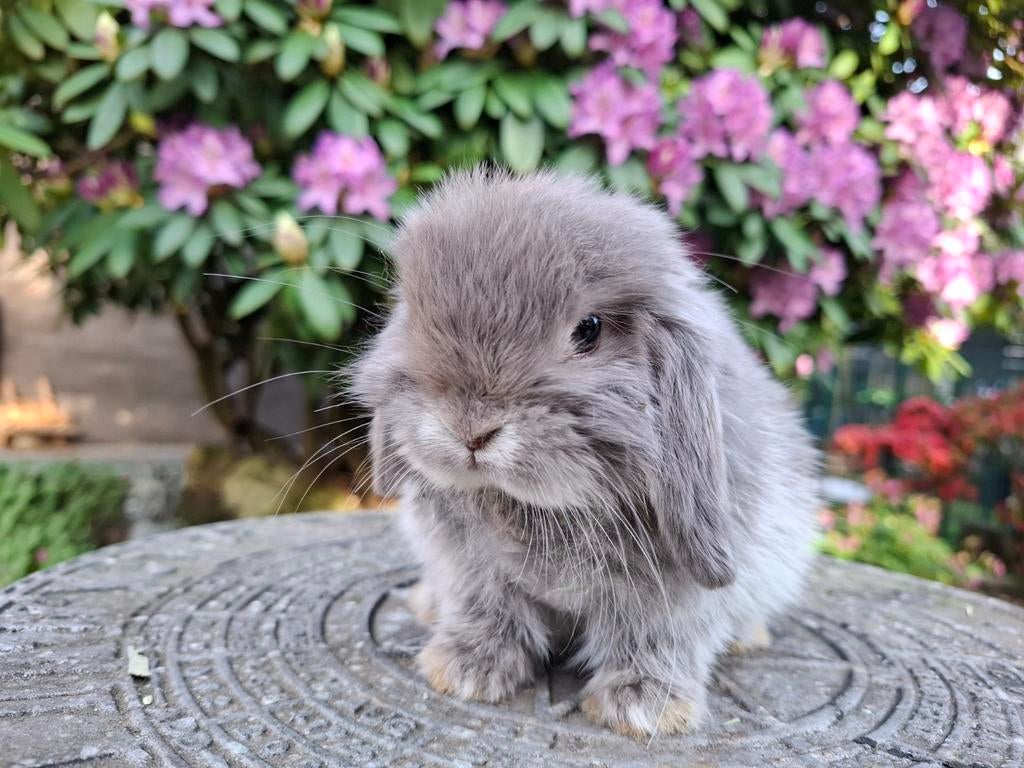 Minilop baby konijntje Feh otter kleur, Dieren en Toebehoren, Meerdere dieren, Dwerg, Hangoor