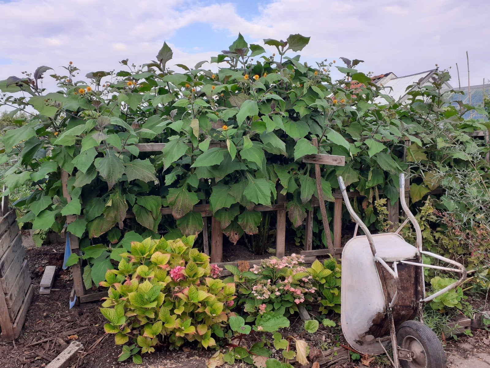 Nog een tiental yacon planten., Ophalen of Verzenden, Overige soorten, Volle zon
