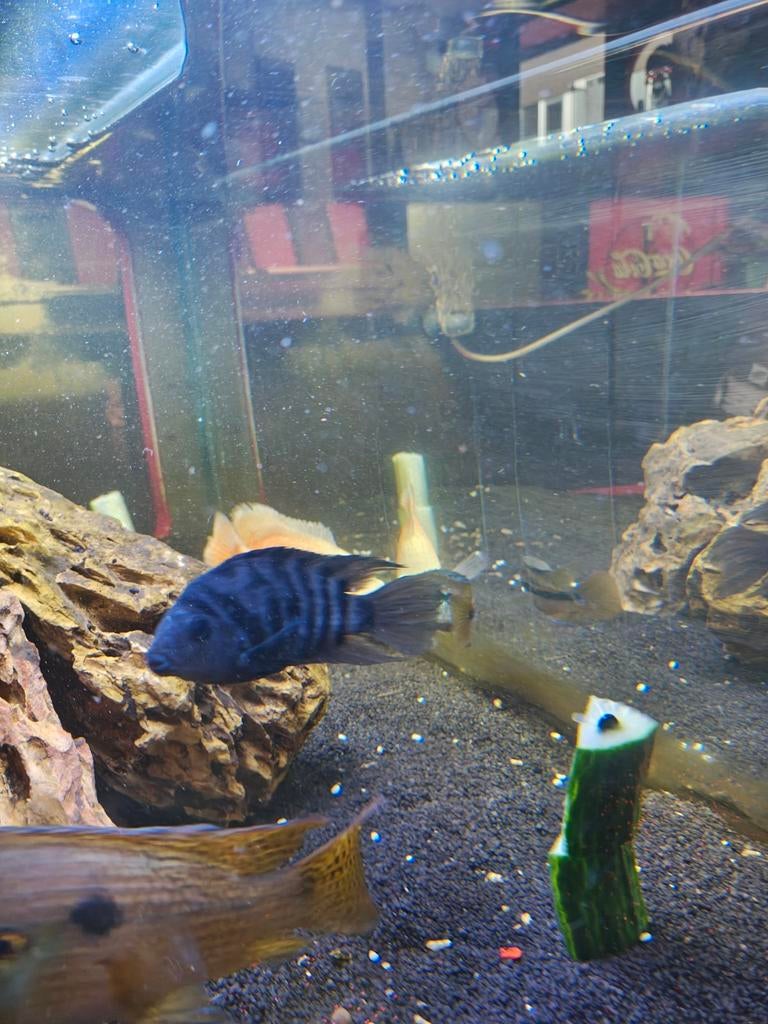 zebracichlide (Amatitlania nigrofasciata). , Dieren en Toebehoren, Vissen | Aquariumvissen, Vis