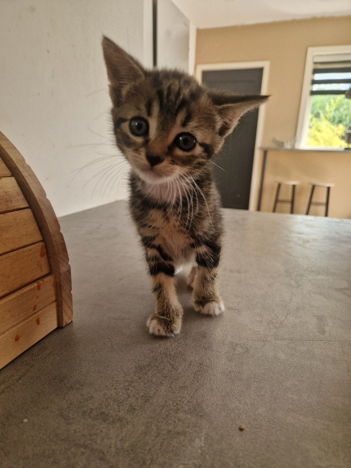 1 vrouwtje kitten over mag 1 augustus weg, Poes, Ontwormd