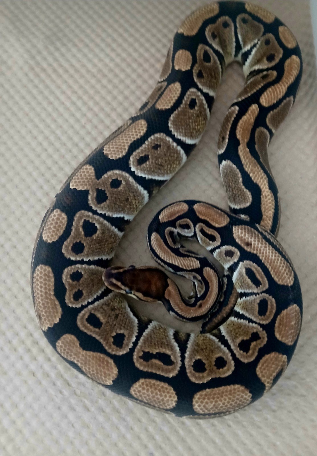 0.1 Python regius 100DH Clown/Genetic stripe, Dieren en Toebehoren, Slang, 3 tot 6 jaar