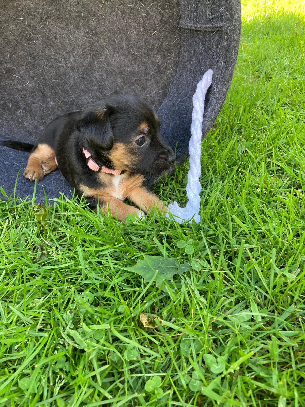 Black and tan Jack Russel pups, Jack Russell Terriër, 8 tot 15 weken, Parvo, Meerdere