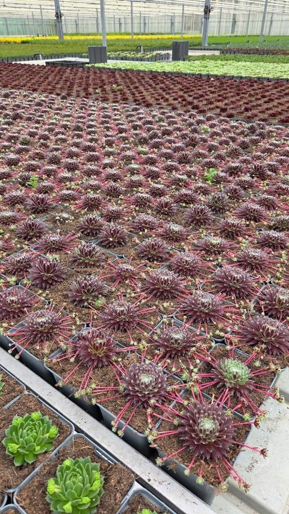 Sempervivum Mix - rotsplant - huislook - 9cm pot, Ophalen of Verzenden, Vaste plant, Bodembedekkers, Volle zon