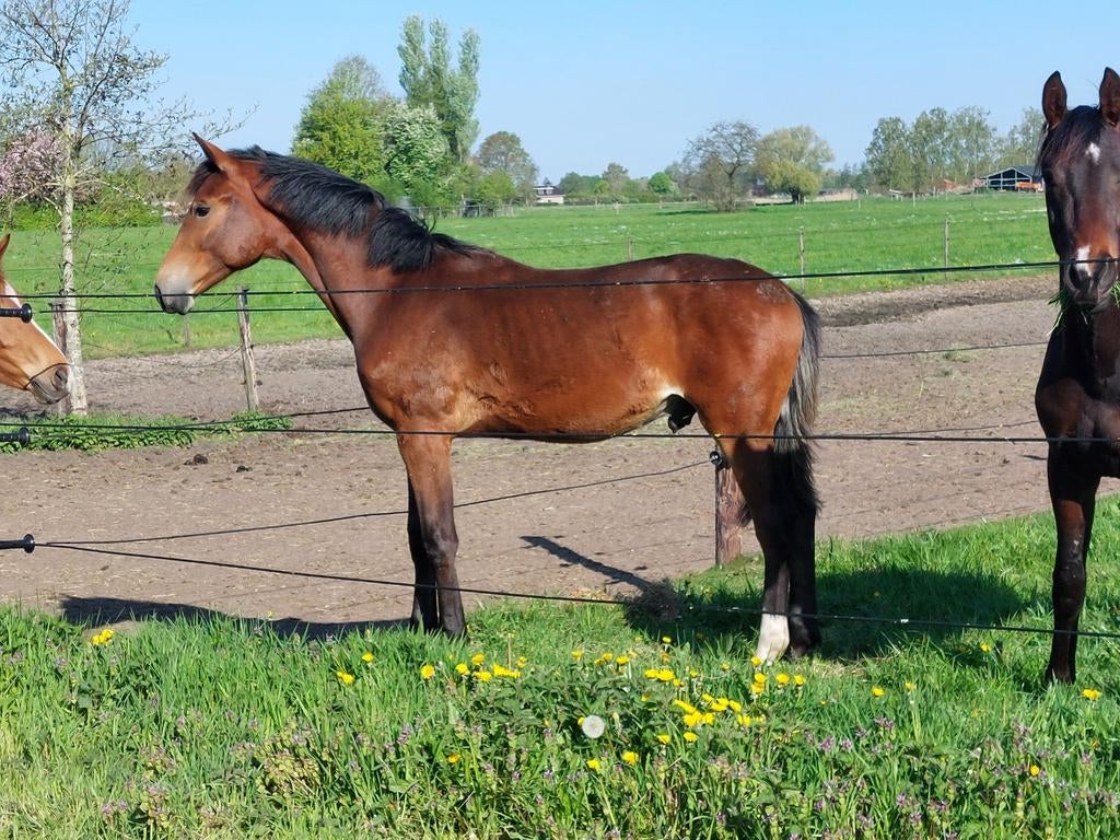 Jaarling hengst O'toto van de Wimphof, Met stamboom, Dressuurpaard, 0 tot 2 jaar, Hengst