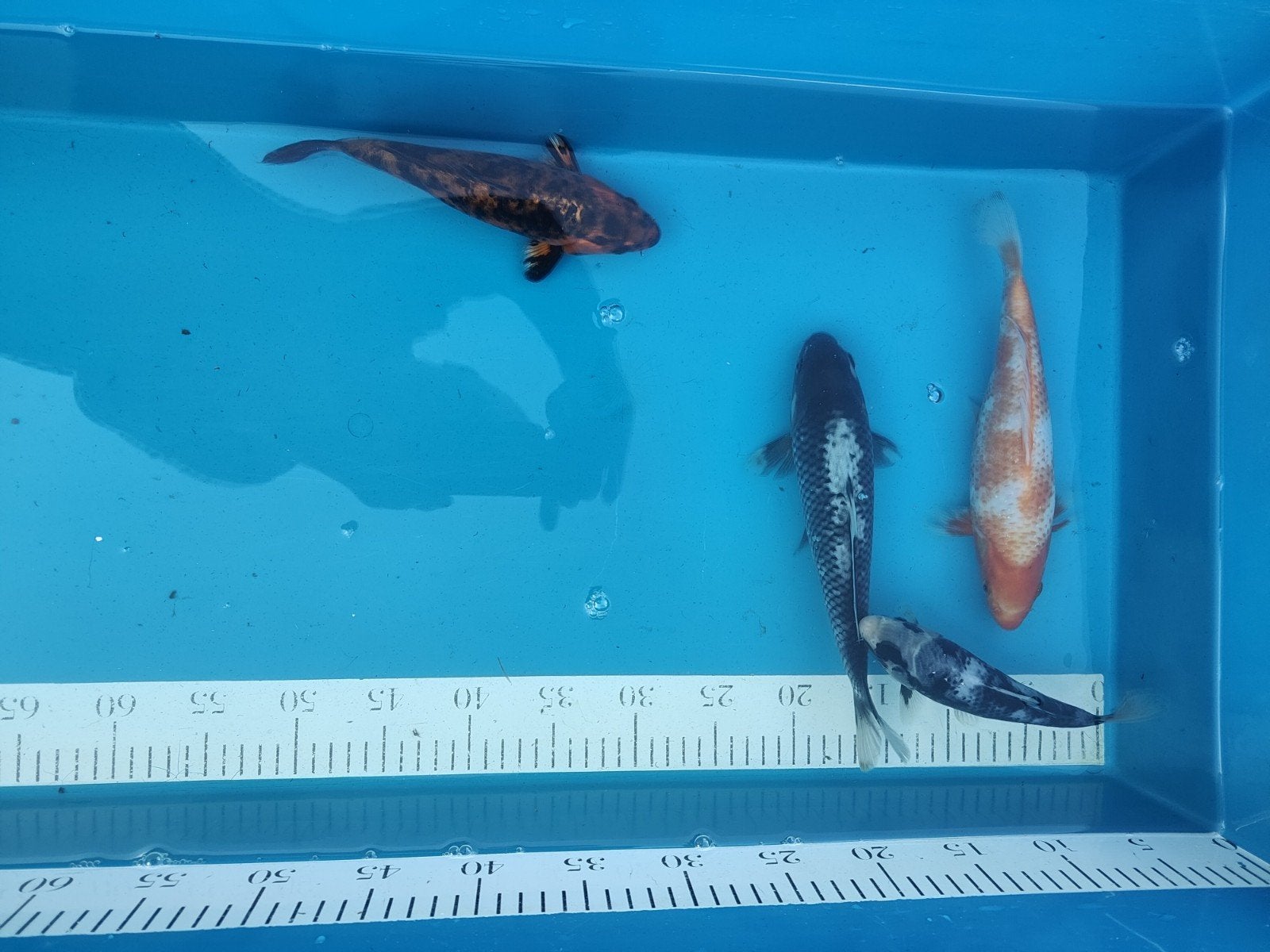 4 koi tjes, Karper of Koi