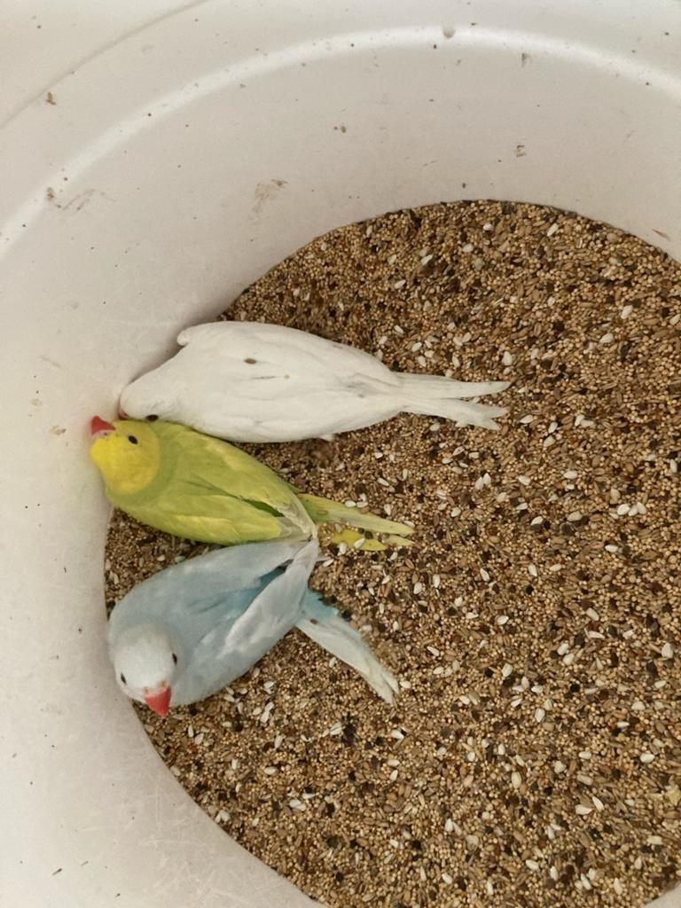 3 Jonge Halsbandparkieten te Koop, Dieren en Toebehoren, Vogels | Parkieten en Papegaaien, Meerdere dieren, Parkiet