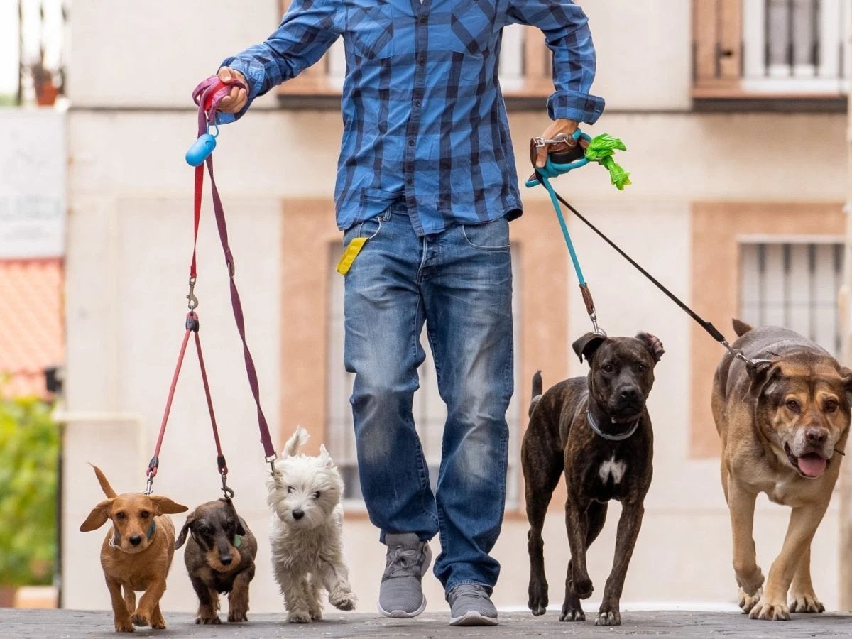 Liefdevolle honden- en dierenoppas aan huis!, Ophalen of Verzenden