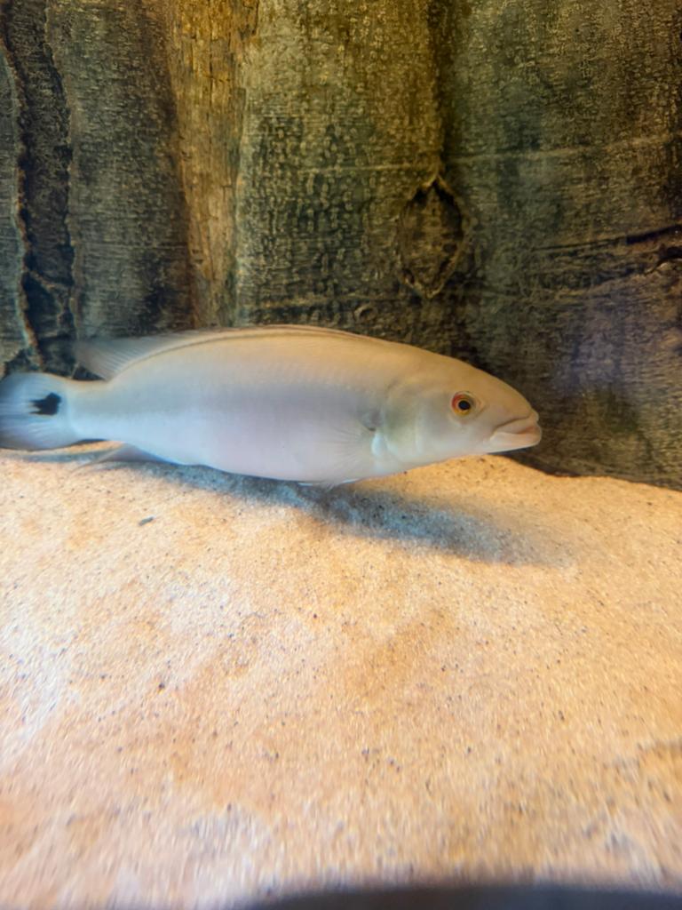 Crenichicla strigata TEAB, Vis, Zoetwatervis, Schoolvis